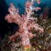 coral_soft_hm_lan_v_0285_tha5711.jpg